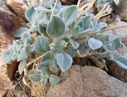 Morettia parviflora