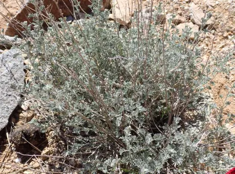 Artemisia sieberi
