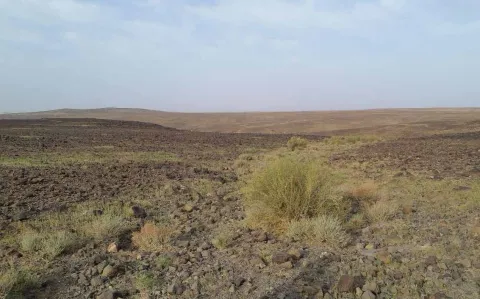 Harrat drainage line with vegetation