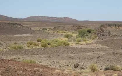 Harrat wadi with shrubs and grasses