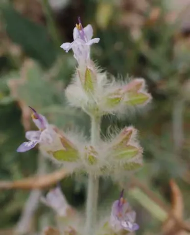 Salvia deserti