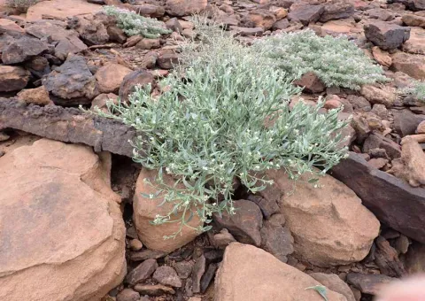 Farsetia burtonae