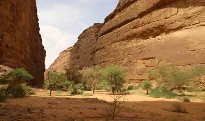 Sandstone canyon with trees