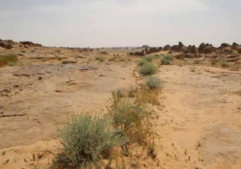 Exposed bedrock with sparse vegetation