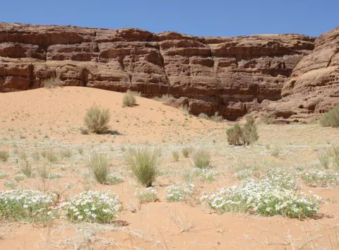 Sand dunes below sandstone cliffs