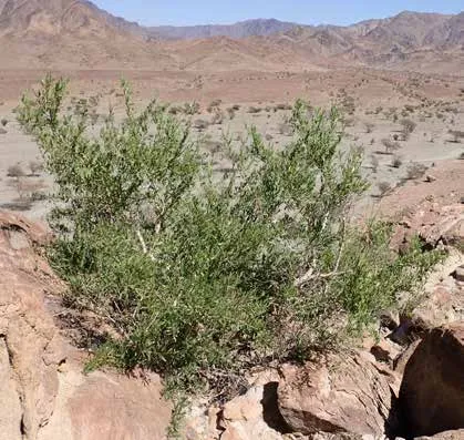 Gymnosporia senegalensis
