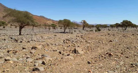 Gravel plain with acacia trees
