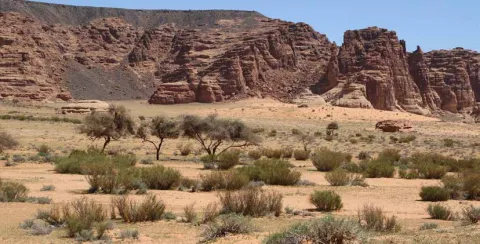 Sandy wadi with woody vegetation