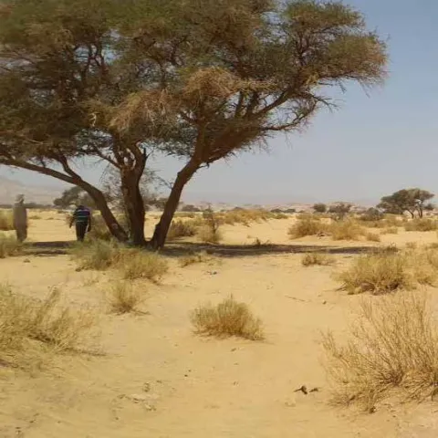 Acacia tree in a sandy wadi
