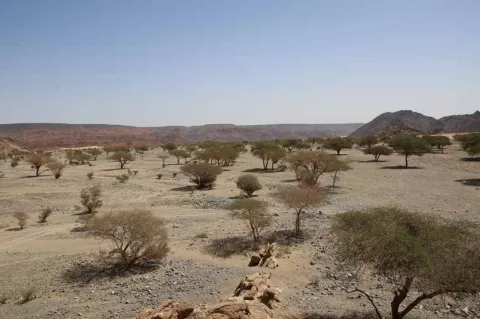 Gravel wadi with scattered trees