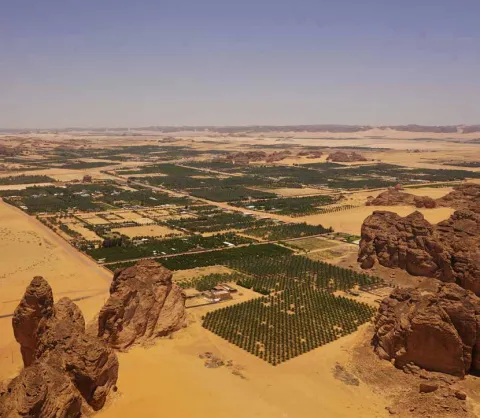 Palm groves and cultivated fields