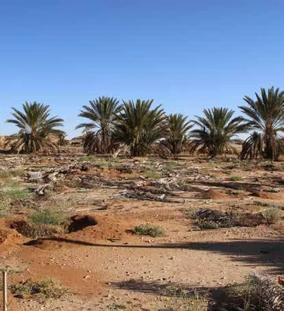 Date palm cultivation
