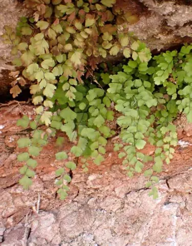 Adiantum capillus-veneris