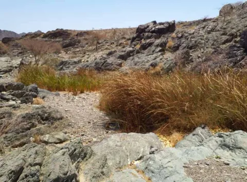 Mountain pool with reeds