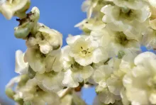 Haloxylon salicornicum fruits