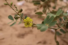 Senna italica flower