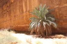 Whole plant