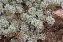 Whole plant