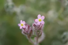 Flowers of Anchusa milleri