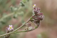 Flowers of Anchusa milleri