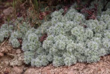 Whole plant