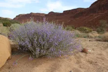 Whole plant