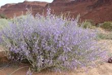 Whole plant
