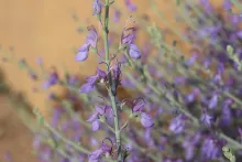 Teucrium oliverianum flowers