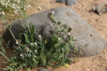 Whole plant