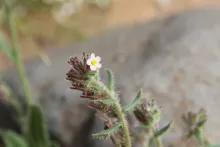 Flowers of Anchusa milleri
