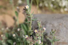 Flowers of Anchusa milleri