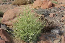 Whole plant