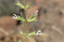 Salvia spinosa flowers