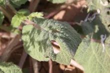 Salvia spinosa leaf