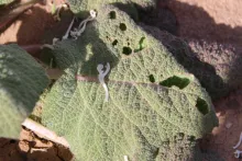 Salvia spinosa leaf