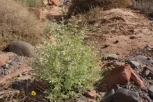 Whole plant