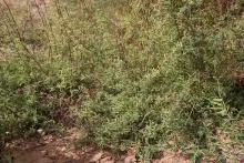 Whole plant