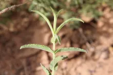 Mentha longifolia leaves
