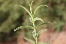 Mentha longifolia leaves