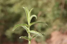Mentha longifolia leaves