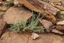 Whole plant