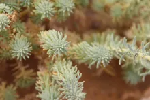 Reaumuria hirtella leaves