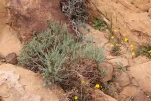 Whole plant