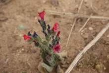 Whole plant