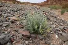 Whole plant