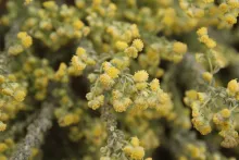 Artemisia judaica flowers