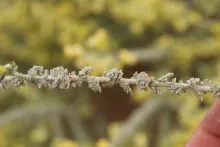 Artemisia judaica leaves