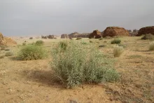 Whole plant