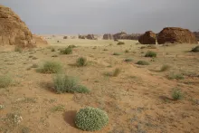Artemisia monosperma and its surroundings