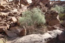 Whole plant